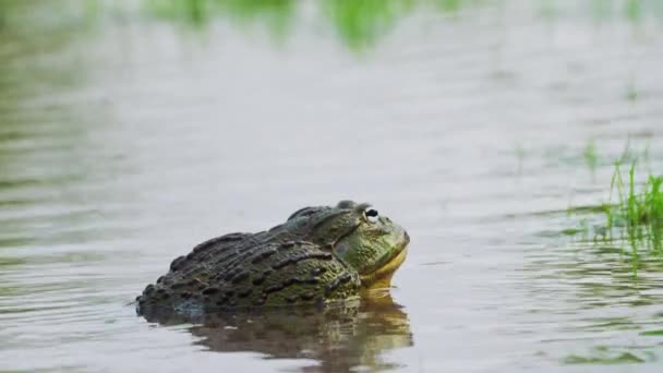 Portrait Male Bullfrog Shallow Pond Calling Female Mating Season Close — Stock Video
