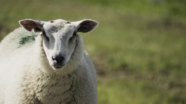 Close Shot White Wooly Sheep Lush Green Meadow Slow Motion — Vídeos de Stock