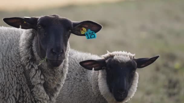 Close Shot White Wooly Sheep Black Heads Grazing Meadow Slow — Stok Video