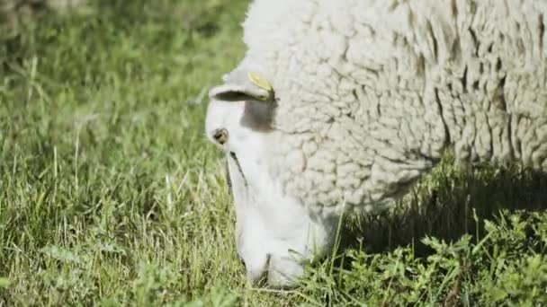 Close Shot White Wooly Sheep Grazing Green Meadow Chewing Grass — Stock Video