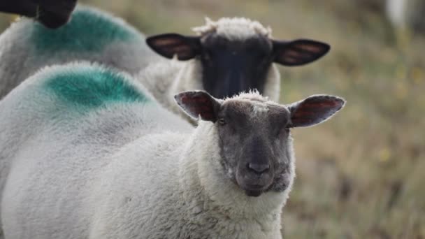 Close Shot White Wooly Sheep Black Faces Grazing Meadow Slow — Stock Video