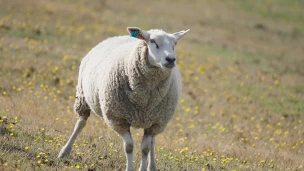 Close Shot White Wooly Sheep Grazing Meadow Slow Motion Pan — Stock Video