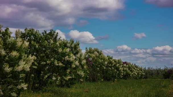 Fragrant Lilac Wedding Decoration Flower Crop Flourishing Large — Vídeo de stock