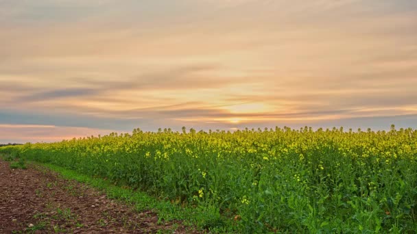 Cultivo Próspero Colza Aceitera Ucrania Warhit Fields — Vídeo de stock