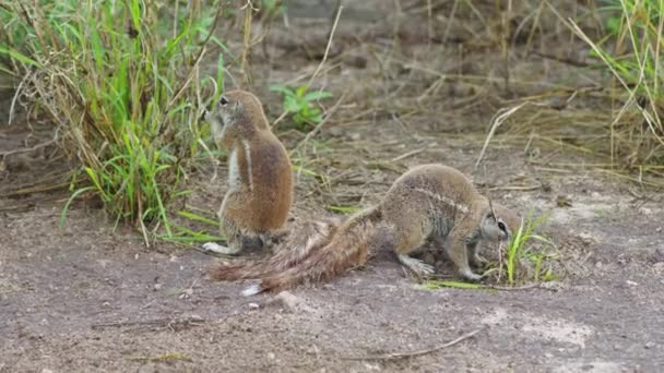 Alert Ground Squirrels Eating Grass Run Away Central Kalahari Game — Wideo stockowe