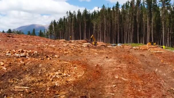 Large Hydraulic Collecting Machine Stacking Logs Wood Pile Clearcutting Impact — Stockvideo