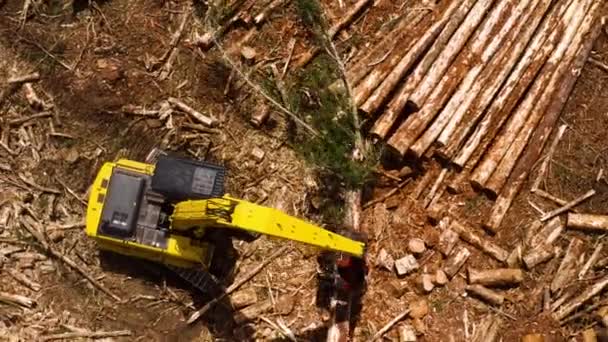 Feller Buncher Crane Machine Sorting Cutting Large Logs Top — Stock videók