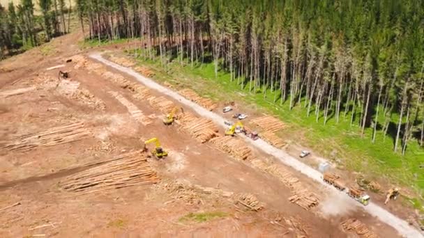 Logging Industry Processing Location Fresh Cut Logs Clearcut Forest Aerial — Vídeo de Stock