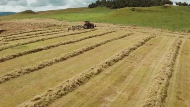 Farmer Tractor Creating Windrowing Lines Grass Dry Using Hay Rake — Video Stock