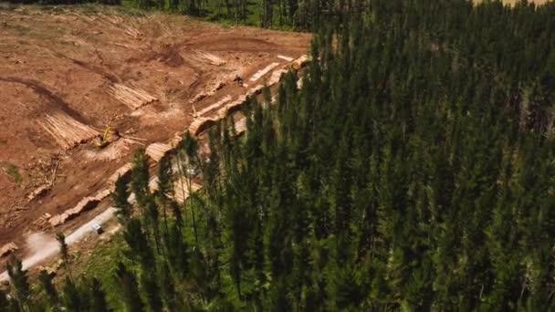 松の木の森 大規模な木山のストレージ処理工場 空中への伐採業界の影響 — ストック動画