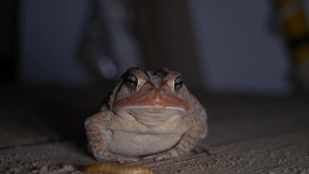 Front Close View Southern Toad Grabbing Insect Eat — Video Stock
