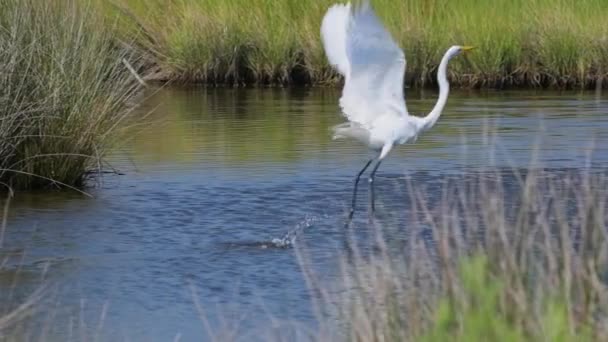 Great Egret Startuje Krótki Lot Zwolnionym Tempie Przez Małe Ujścia — Wideo stockowe