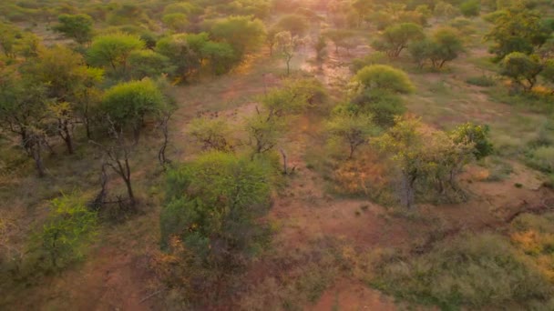 Low Level Flight Treetops South African Savanna Meadow Sunset — Video Stock