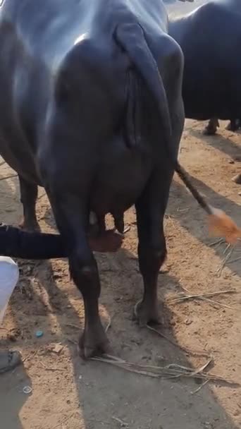 Video Shot Big Black Buffalo Selling Dairy Farm India Group — Video