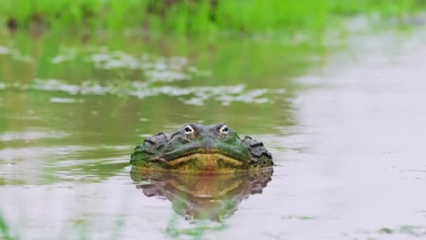 African Bullfrog Freshwater Pond Daytime Rainy Season Central Kalahari Game — Video