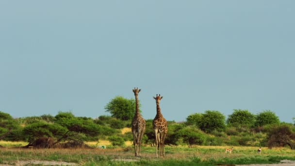 Beautiful Pair Giraffes Marching Wilderness Central Kalahari Game Reserve Botswana — Vídeo de Stock