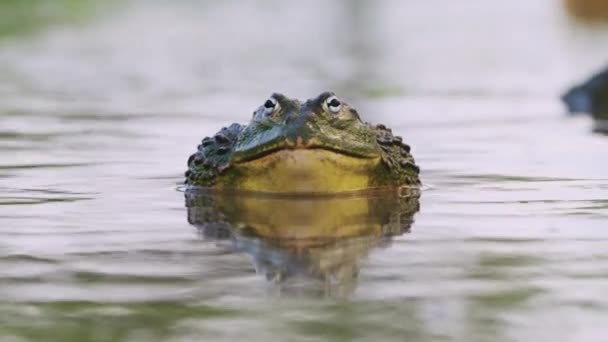 Closeup Portrait African Bullfrog Pond Mating Season Selective Focus Shot — Stockvideo