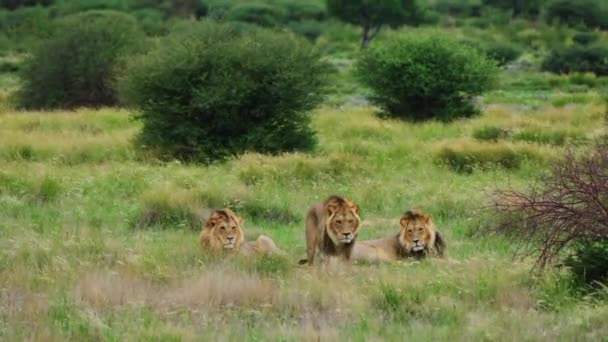 三只非洲雄狮在南非博茨瓦纳卡拉哈里中部野生动物保护区的茂密草原休息 全速前进 — 图库视频影像