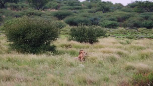 Yawning Lion Lying Savannah Windy Day Central Kalahari Botswana South — стоковое видео