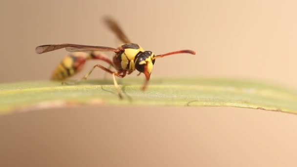 Close Wasp Standing Green Plant Leaf — Stok video