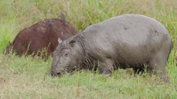Dos Herbívoros Salvajes Hydrochoerus Capybara Pastando Campo Verde Naturaleza Con — Vídeos de Stock
