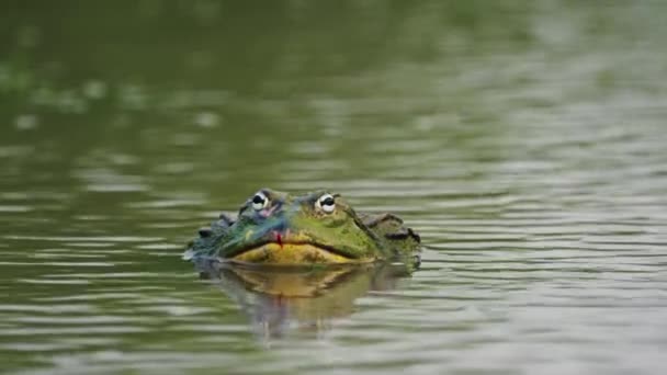 African Bullfrog Resting Murky Pond Rainy Season Central Kalahari National — Stock Video