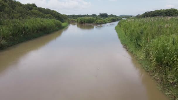 Rio Cotos Flowing Green Wetlands Dominated High Reed Plants Wide — Stok video