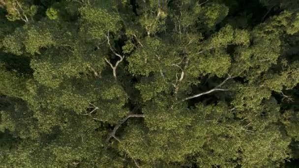 Drone Ascending Tree Canopies Rainforest Amazon Ecuador Aerial Shot — Stockvideo