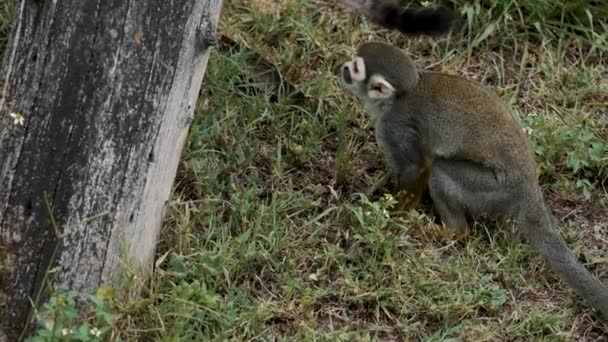 Squirrel Monkey Jump Tree Trunk Wilderness Close — Stok video