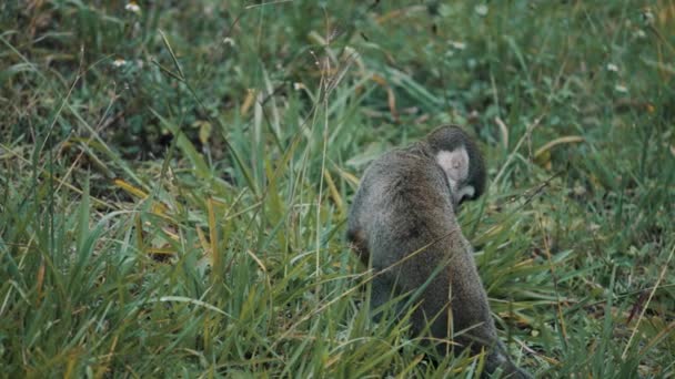 Rear Ecuadorian Squirrel Monkey Grassy Forest Ground Close — Vídeo de stock
