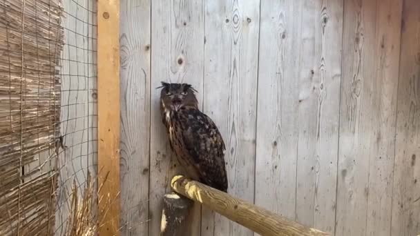 Eurasian Eagle Owl Yawning Panning Shot — Vídeos de Stock