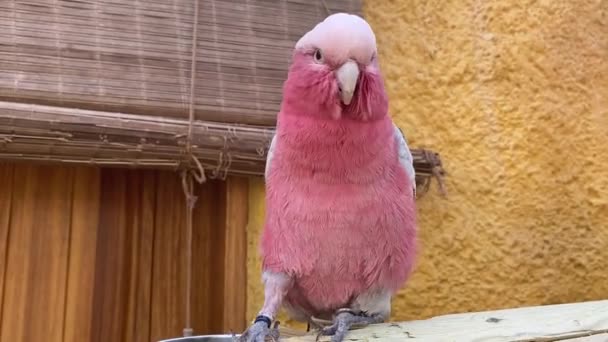 Galah Rose Breasted Cockatoo Bird Dancing Wooden Stand Parrot Close — Stockvideo
