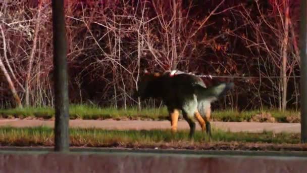 German Shepherd Trained Police Dog Eating Crime Spot Night Illuminating — Stock video