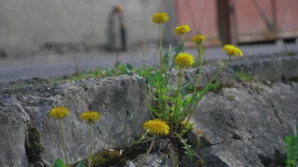 Dandelion Flowers Sidewalk Urban Road — Stok video