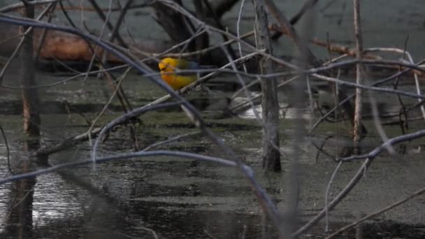 Κοντινό Πλάνο Ενός Κίτρινου Και Πορτοκαλί Πρωτονιανού Κροτίστη Στο Δάσος — Αρχείο Βίντεο