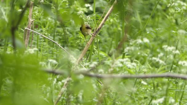Feche Pequeno Pássaro Amarelado Comum Revistando Galho Árvore Vista Estática — Vídeo de Stock