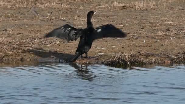 Velký Kormorán Pohybuje Křídly Přírodní Rezervaci Španělsku — Stock video