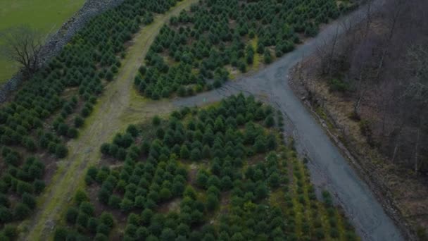 Αεροφωτογραφία Της Φυτείας Χριστουγεννιάτικων Δέντρων Στην Ύπαιθρο Drone Shot — Αρχείο Βίντεο