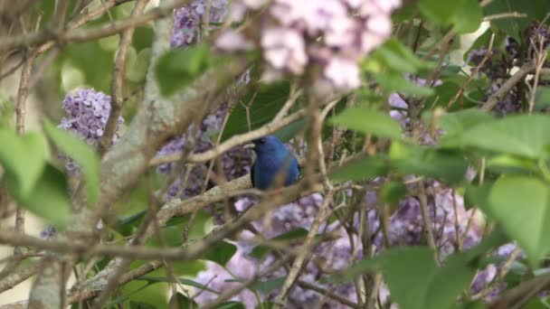 Close Static View Indigo Bunting Bird Flying Away Lilac Tree — Stock Video