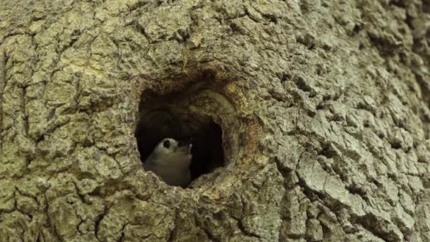 Adult Hungry Bird Getting Out Hollow Tree Trunk Search Food — 图库视频影像