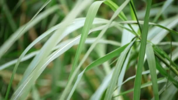 Extreme Close Shot Tall Leafy Green Grass Blowing Bending Light — Stok video