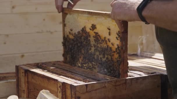 Beekeeper Removing Holding Hands Bee Hive Wooden Frame Comb Freshly — Vídeo de Stock