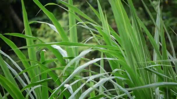 Tall Green Grass Leaves Sharp Tips Blowing Bending Slow Breeze — Αρχείο Βίντεο