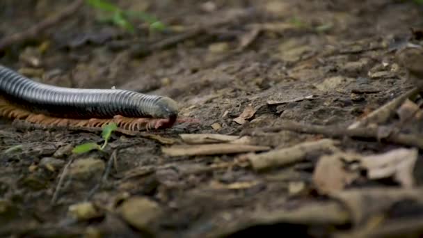 Close Millipede Slowly Moving Ground Its Long Cylindrical Body — Stockvideo