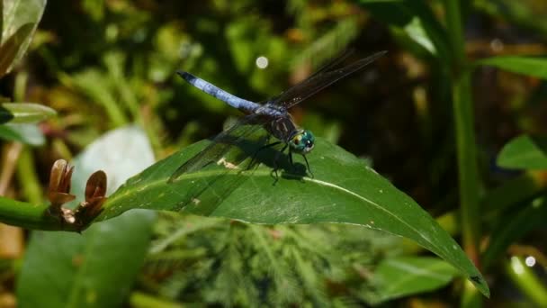 Close Libel Insect Standing Leaf Plant Fly Away — Video Stock