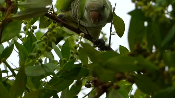 Green Parrot Tree Picking Fruit — Stock videók