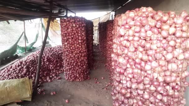 Interior Onion Warehouse Netting Sacks Red Onions Shallots Thai Market — Stockvideo