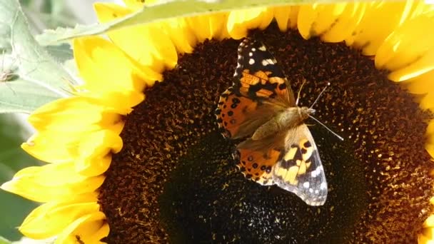Monarch Butterfly Sunflower Gently Moving His Wings Sun Light — Stock videók