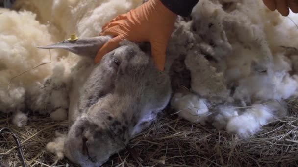 Farmer Calming Ram Shearing Process Hand Head Close — 비디오