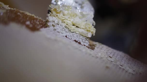 Close View Full Frame Honey Comb Scraping Scratching Removing Beeswax — Stok video